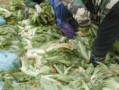 老坛酸菜新闻爆料视频,真相揭露与行业反思