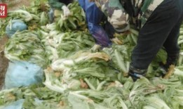 老坛酸菜新闻爆料视频,真相揭露与行业反思