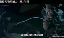 夜行动物在线观看