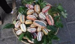 岑巩网红吃八月瓜,岑巩八月瓜美食之旅，解锁神秘果香新体验