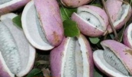 岑巩网红吃八月瓜,岑巩八月瓜美食之旅，解锁神秘果香新体验