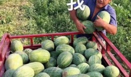 娱乐瓜吃瓜最新,揭秘明星背后的秘密与真相