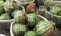 娱乐瓜吃瓜最新,揭秘明星背后的秘密与真相