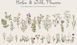 新植物爆料图片大全集视频,图片大全集视频揭秘奇花异草世界