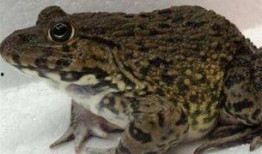 爆料田鸡饲养视频大全集,视频大全集深度解析