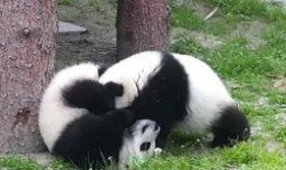 娱乐吃瓜酱人类幼崽,揭秘人类幼崽的萌态与成长