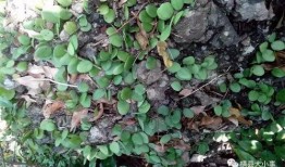 新植物爆料图片大全集视频,图片大全集视频揭秘奇花异草世界