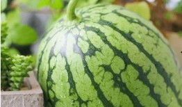 康县网红二饼吃瓜原事件,揭秘网络红人的争议瞬间