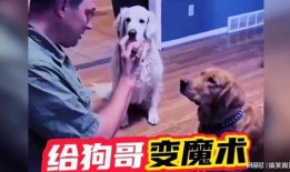 网红狗哥爆料吃瓜视频在线观看,吃瓜视频在线观看，揭秘娱乐圈幕后真相