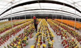 12月新植物爆料新闻,12月新植物爆料，带你探索植物界的冬日新宠