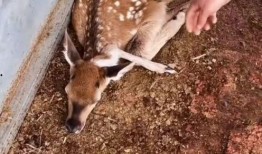 戚薇夫妇天涯爆料视频,揭秘明星夫妻背后的真实生活