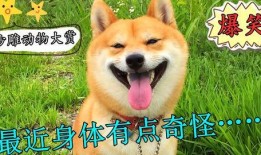 热点爆料搞笑视频狗狗版,萌宠演绎爆笑瞬间