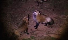 夜行动物在线观看