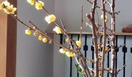 12月新植物爆料新闻,12月新植物爆料，带你探索植物界的冬日新宠