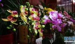 12月新植物爆料新闻,12月新植物爆料，带你探索植物界的冬日新宠