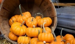 橙子爆料南瓜怎么做视频,南瓜美食制作视频教程